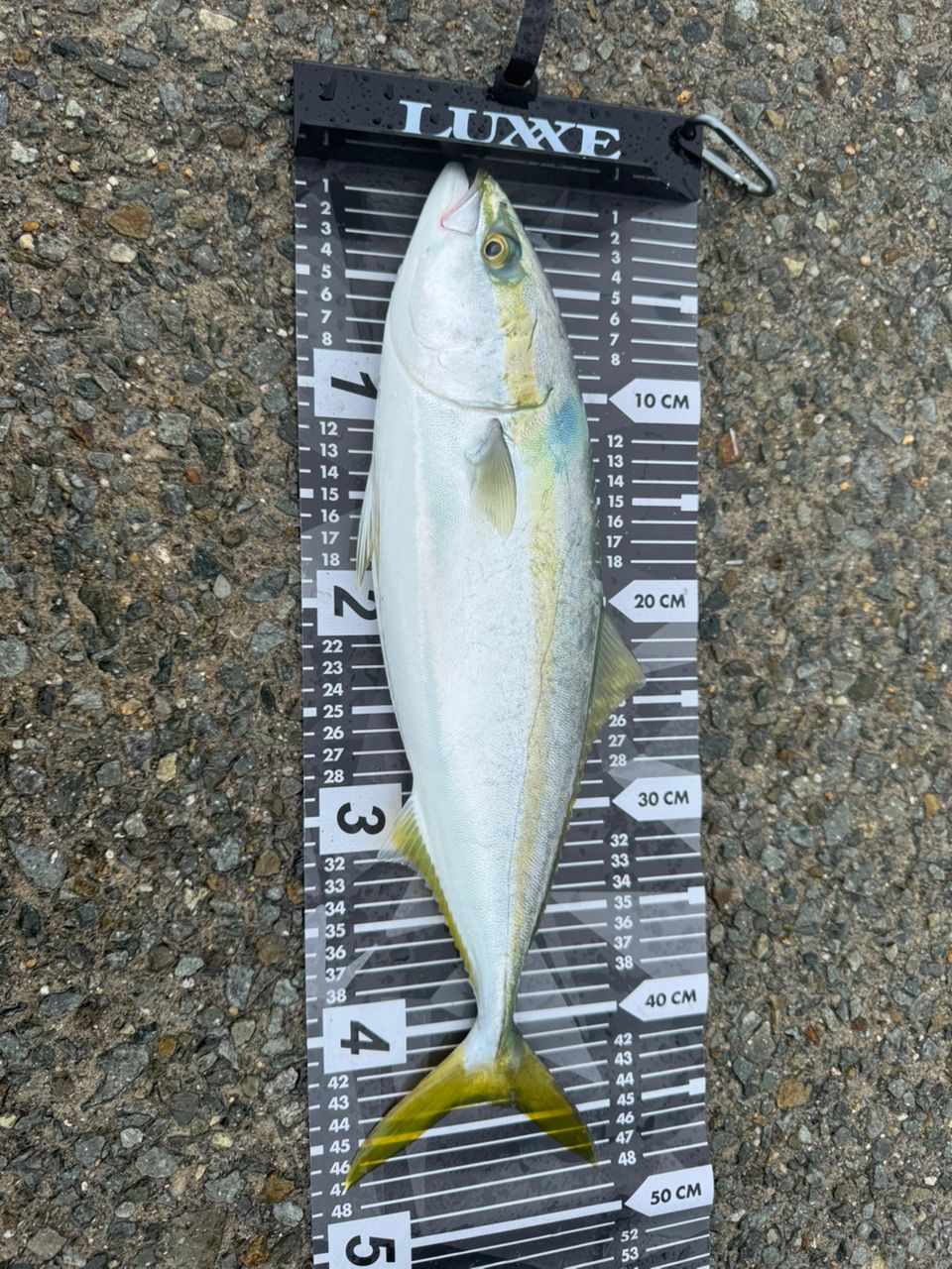 レトッポさんの釣果 2枚目の画像