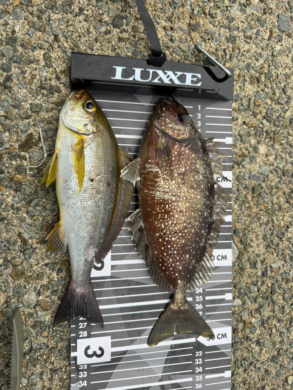 レトッポさんの釣果 3枚目の画像