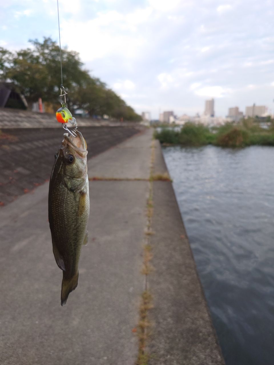 ブラックバス