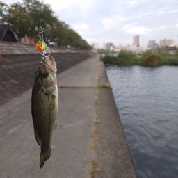 ブラックバス