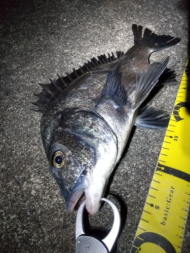チヌの釣果