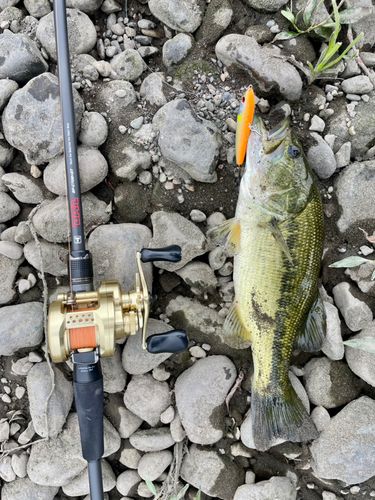 ラージマウスバスの釣果