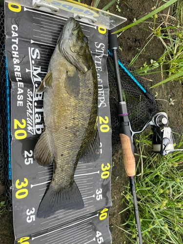 スモールマウスバスの釣果