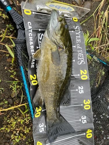 スモールマウスバスの釣果
