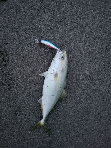 ワカシの釣果