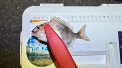 チャリコの釣果