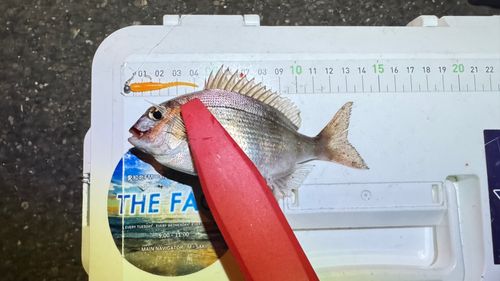 チャリコの釣果