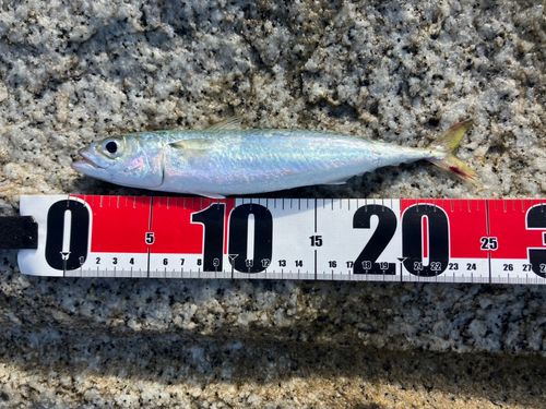 サバの釣果