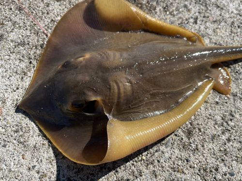 アカエイの釣果