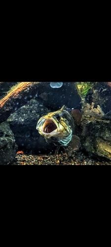 オヤニラミの釣果