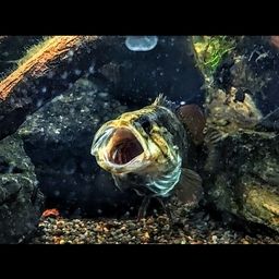 オヤニラミ