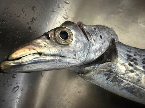 タチウオの釣果