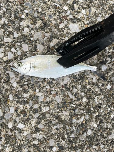 イケカツオの釣果
