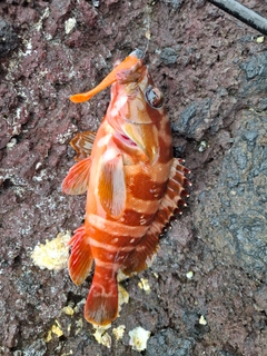 アカハタの釣果