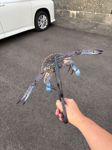 イワシの釣果