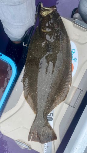 ヒラメの釣果