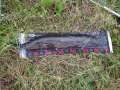 カムルチーの釣果