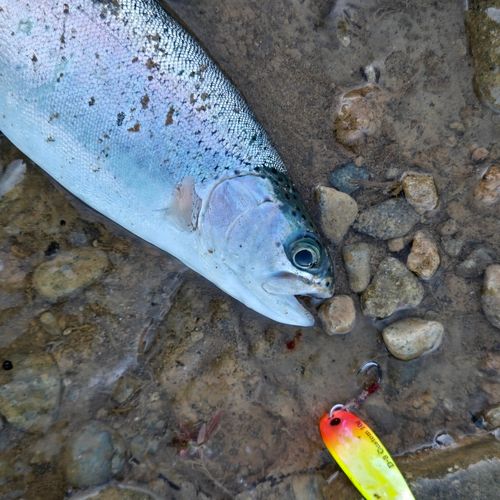 ニジマスの釣果