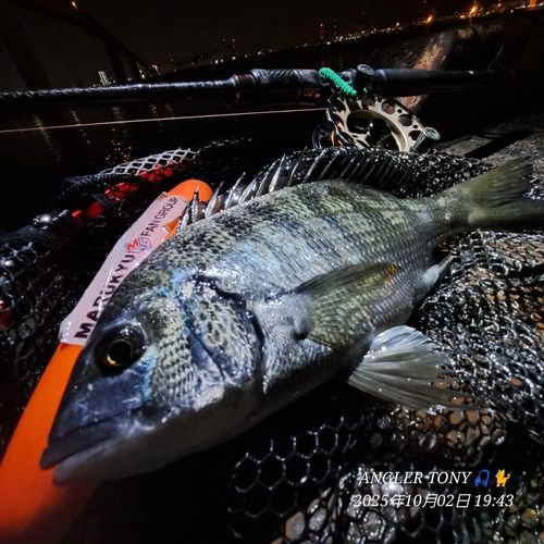 チヌの釣果