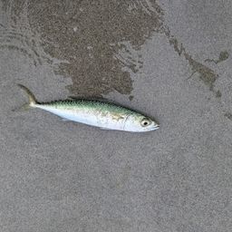 サバ