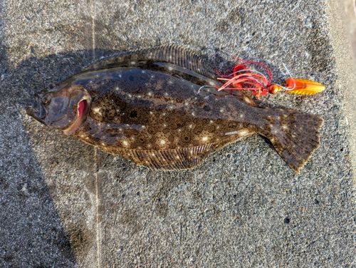 ヒラメの釣果