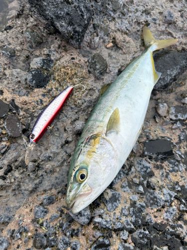 ツバイソの釣果