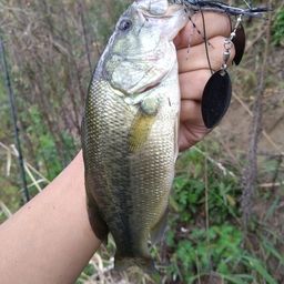 ラージマウスバス