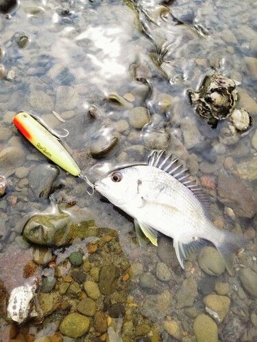 キビレの釣果