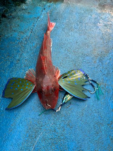 ホウボウの釣果