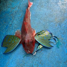 ホウボウ
