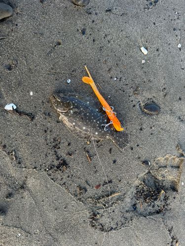 ソゲの釣果