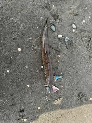 エソの釣果