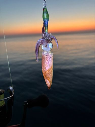 マメイカの釣果