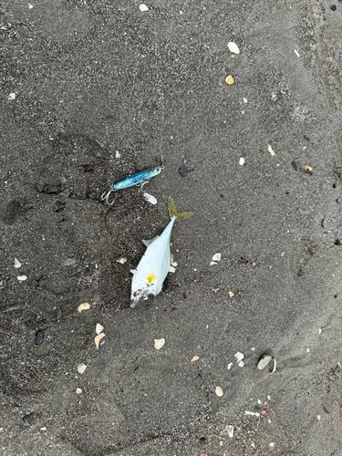 エソの釣果