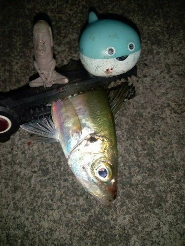 マアジの釣果