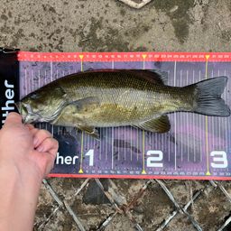 スモールマウスバス