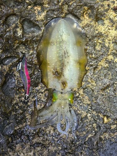 アオリイカの釣果