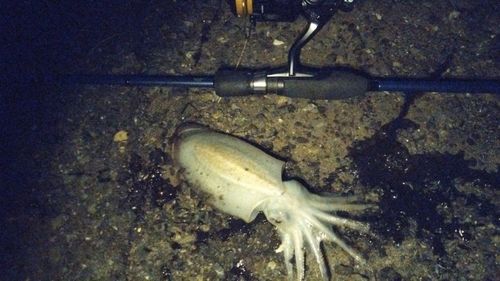 コウイカの釣果