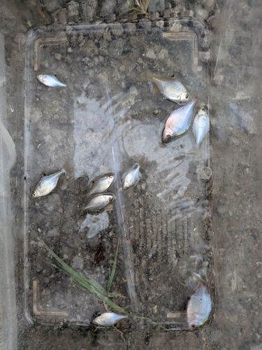 タイリクバラタナゴの釣果