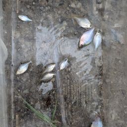 タイリクバラタナゴ