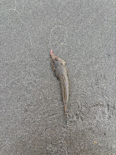 メゴチの釣果
