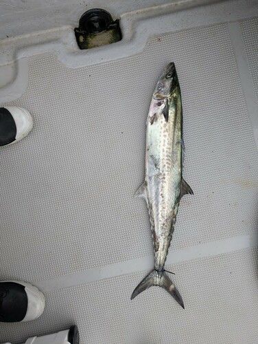 サワラの釣果