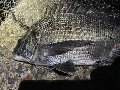 チヌの釣果