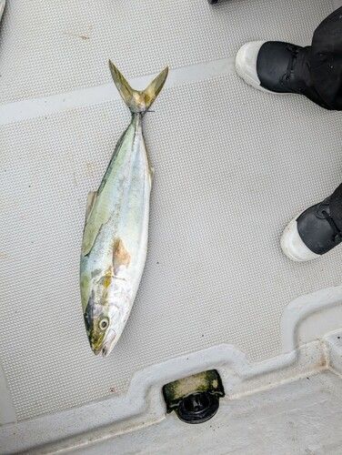 ハマチの釣果