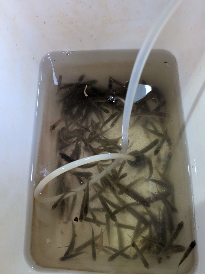 タモロコ