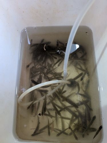 タモロコの釣果