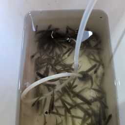 タモロコ
