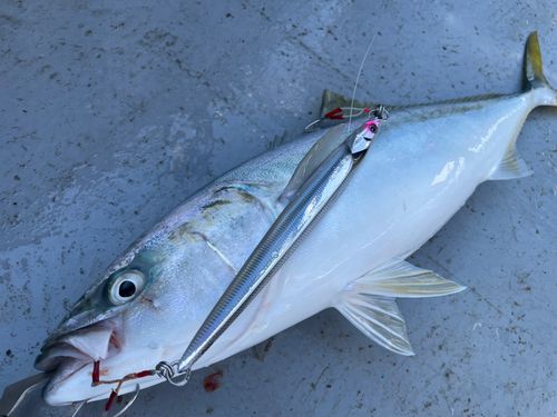 イナダの釣果