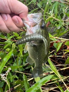 ブラックバスの釣果