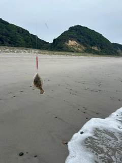 ソゲの釣果